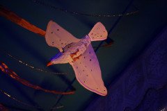 IMG_7451